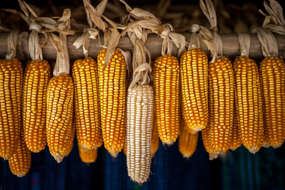 Chợ Sa Pa - Săn Thịt Trâu Gác Bếp Chuẩn Vị